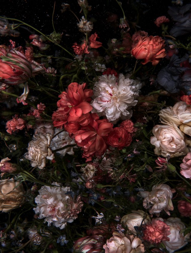Bouquet dense de pivoines rouges et roses blanches sur fond noir étoilé